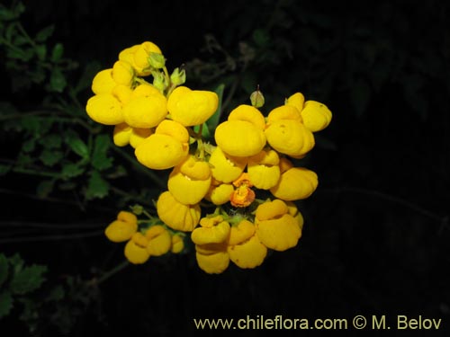 Фотография Calceolaria integrifolia (). Щелкните, чтобы увеличить вырез.