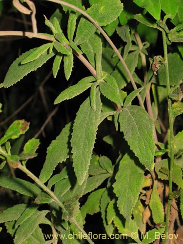 Image of Calceolaria integrifolia (). Click to enlarge parts of image.