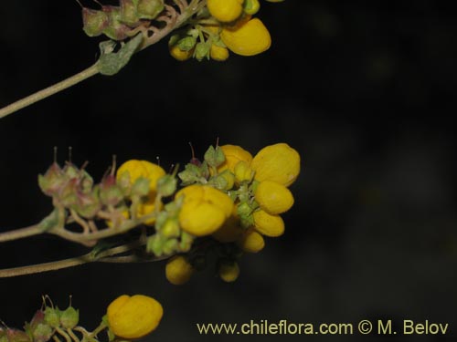 Image of Calceolaria integrifolia (). Click to enlarge parts of image.