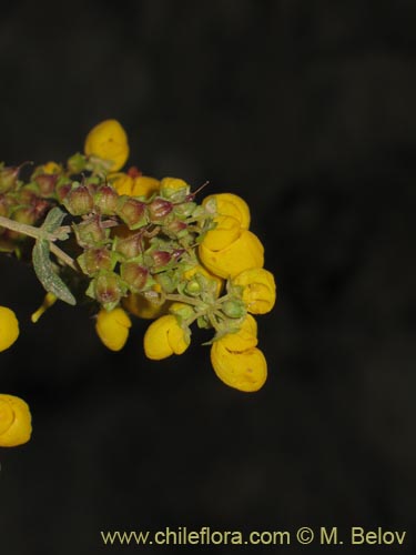 Calceolaria integrifolia의 사진