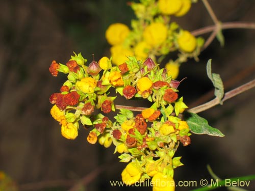 Фотография Calceolaria integrifolia (). Щелкните, чтобы увеличить вырез.