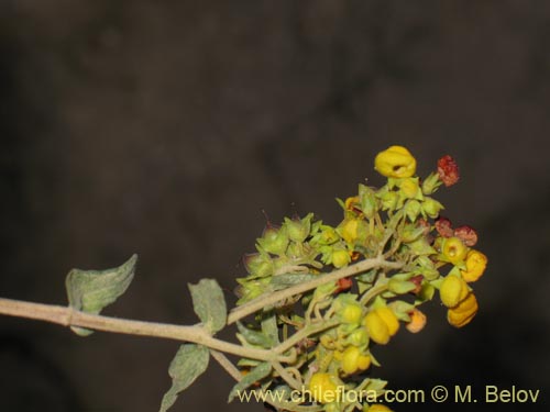 Imágen de Calceolaria integrifolia (). Haga un clic para aumentar parte de imágen.