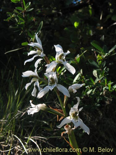 Imágen de Chloraea longipetala (). Haga un clic para aumentar parte de imágen.