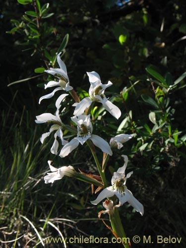 Image of Chloraea longipetala (). Click to enlarge parts of image.