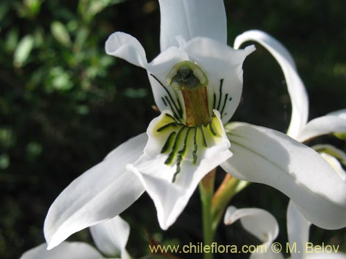 Фотография Chloraea longipetala (). Щелкните, чтобы увеличить вырез.