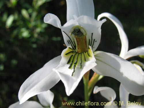 Chloraea longipetala의 사진