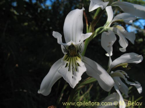 Chloraea longipetalaの写真