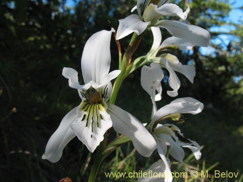 Chloraea longipetala의 사진