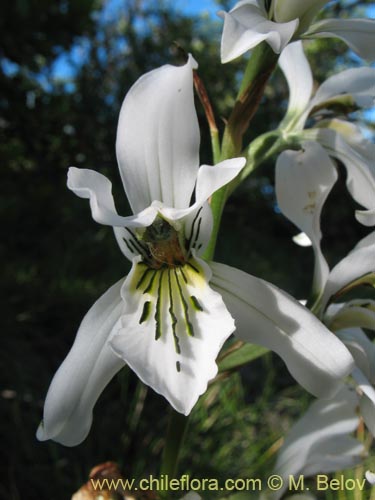 Bild von Chloraea longipetala (). Klicken Sie, um den Ausschnitt zu vergrössern.