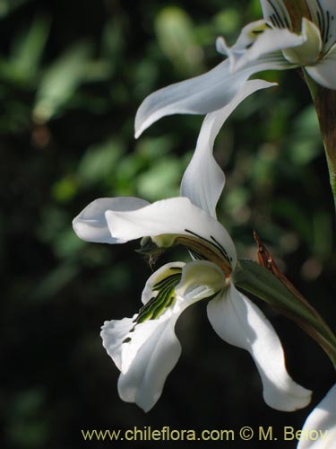 Chloraea longipetala의 사진