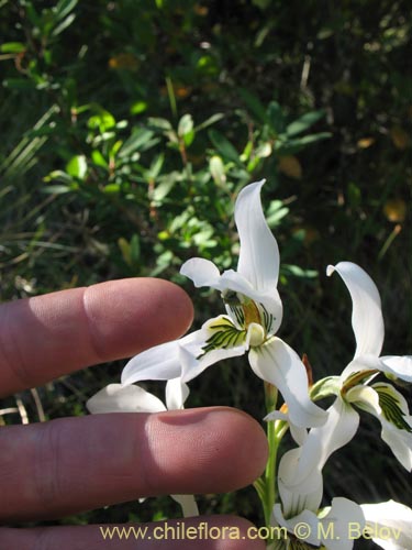 Фотография Chloraea longipetala (). Щелкните, чтобы увеличить вырез.