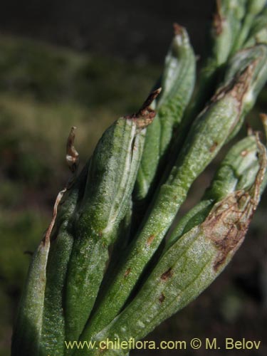 Chloraea magellanica의 사진