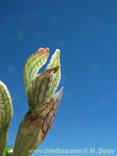 Chloraea magellanicaの写真