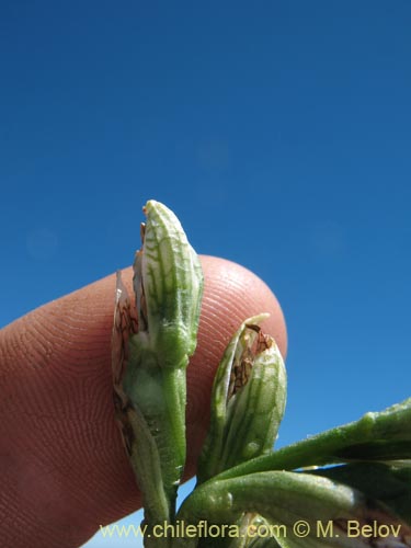 Image of Chloraea magellanica (). Click to enlarge parts of image.