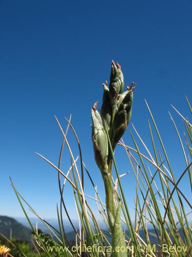 Bild von Chloraea magellanica (). Klicken Sie, um den Ausschnitt zu vergrössern.