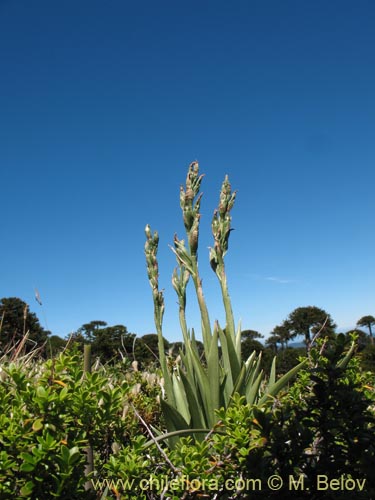 Image of Chloraea magellanica (). Click to enlarge parts of image.