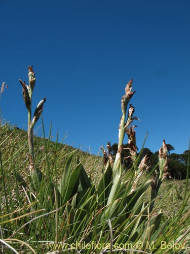 Chloraea magellanicaの写真