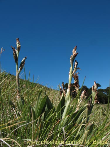 Image of Chloraea magellanica (). Click to enlarge parts of image.