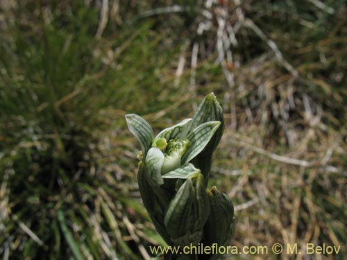 Image of Chloraea magellanica (). Click to enlarge parts of image.