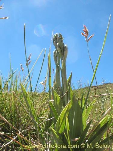 Chloraea magellanicaの写真