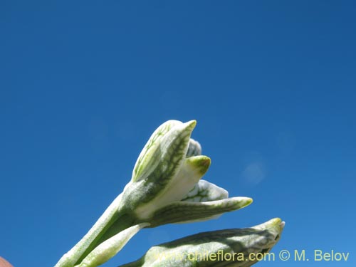 Image of Chloraea magellanica (). Click to enlarge parts of image.