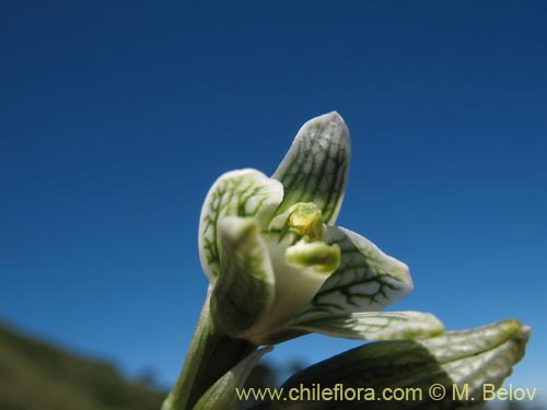 Bild von Chloraea magellanica (). Klicken Sie, um den Ausschnitt zu vergrössern.