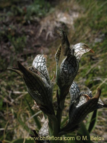 Image of Chloraea magellanica (). Click to enlarge parts of image.
