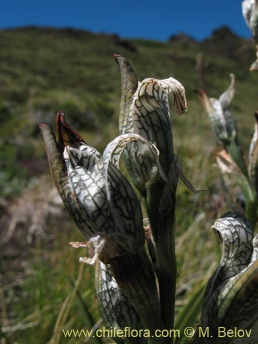 Image of Chloraea magellanica (). Click to enlarge parts of image.