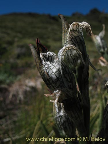 Image of Chloraea magellanica (). Click to enlarge parts of image.