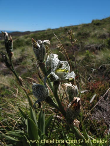 Chloraea magellanica의 사진