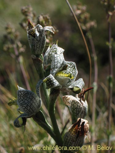 Image of Chloraea magellanica (). Click to enlarge parts of image.