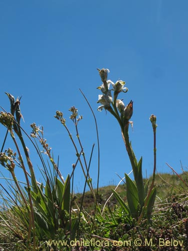 Chloraea magellanicaの写真