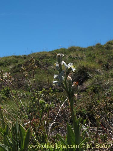 Image of Chloraea magellanica (). Click to enlarge parts of image.