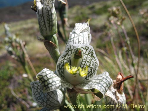 Chloraea magellanicaの写真