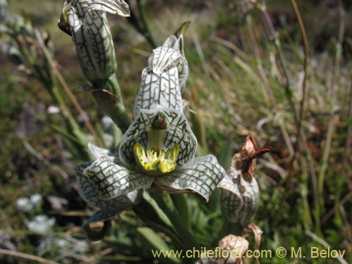 Фотография Chloraea magellanica (). Щелкните, чтобы увеличить вырез.