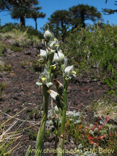 Фотография Chloraea magellanica (). Щелкните, чтобы увеличить вырез.