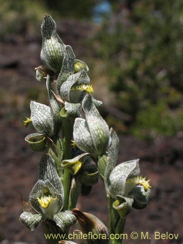 Image of Chloraea magellanica (). Click to enlarge parts of image.