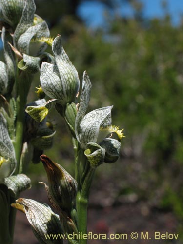 Image of Chloraea magellanica (). Click to enlarge parts of image.