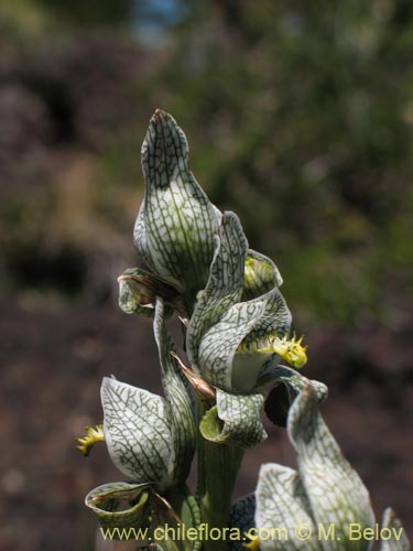 Image of Chloraea magellanica (). Click to enlarge parts of image.