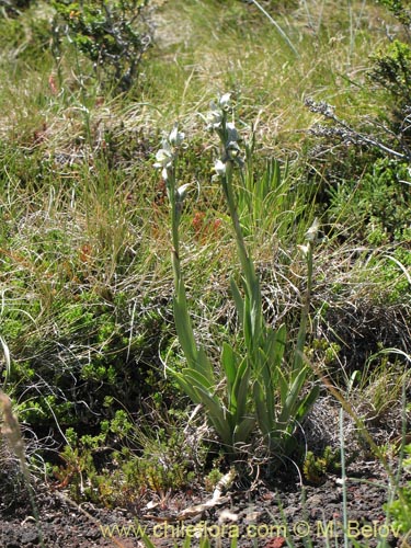 Bild von Chloraea magellanica (). Klicken Sie, um den Ausschnitt zu vergrössern.