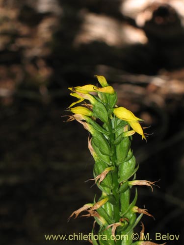 Фотография Gavilea lutea (). Щелкните, чтобы увеличить вырез.