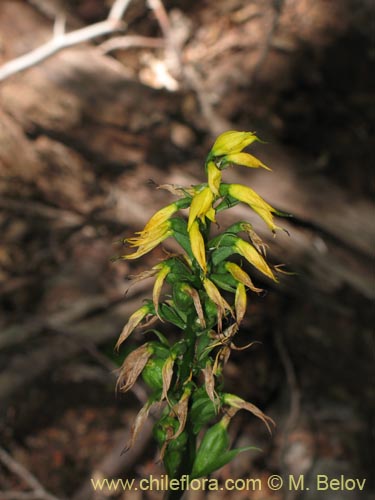 Image of Gavilea lutea (). Click to enlarge parts of image.