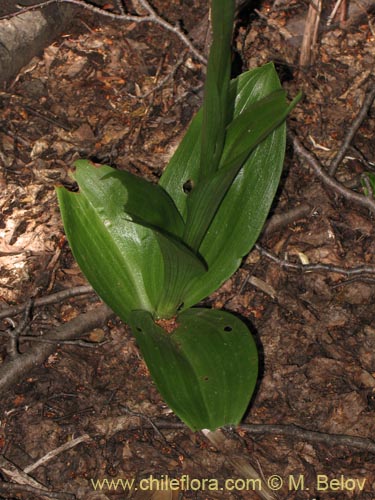 Фотография Gavilea lutea (). Щелкните, чтобы увеличить вырез.