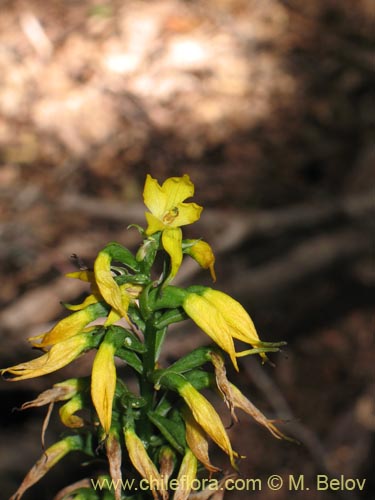 Image of Gavilea lutea (). Click to enlarge parts of image.