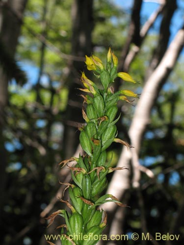 Image of Gavilea lutea (). Click to enlarge parts of image.