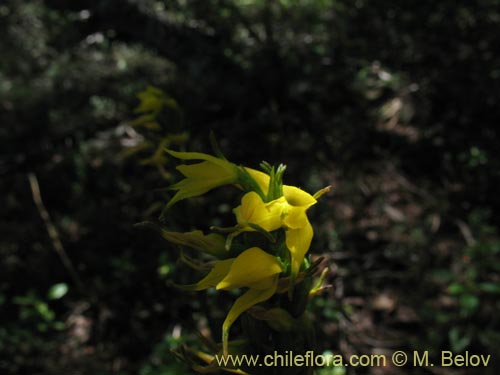 Image of Gavilea lutea (). Click to enlarge parts of image.