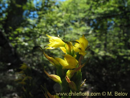 Image of Gavilea lutea (). Click to enlarge parts of image.