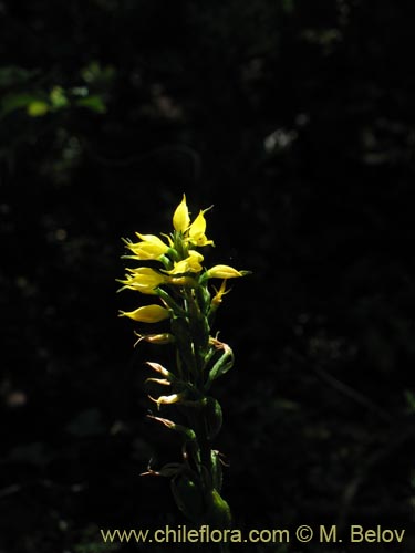 Image of Gavilea lutea (). Click to enlarge parts of image.