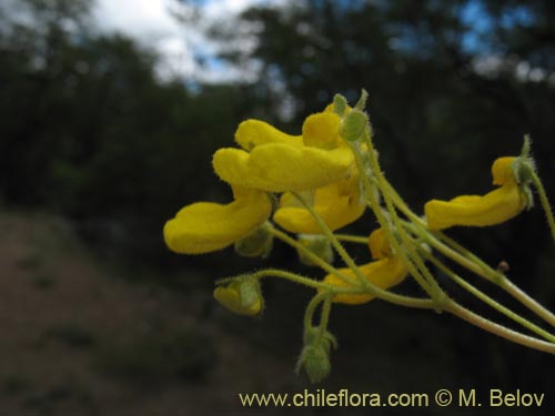 Bild von Calceolaria valdiviana (). Klicken Sie, um den Ausschnitt zu vergrössern.