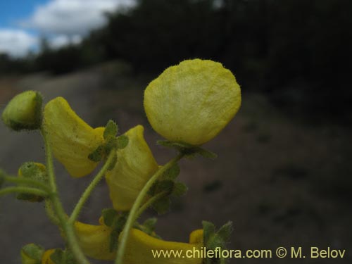 Фотография Calceolaria valdiviana (). Щелкните, чтобы увеличить вырез.